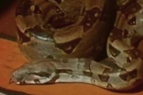 The Light From The Second Story Window (1973) Complete video