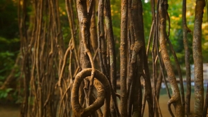 Men: Rainforest Rimming for Two
