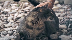 Benno's Gaping Pucker Takes on Three Dicks