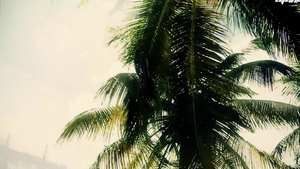 Interracial Gangbang in the Tropical Heat